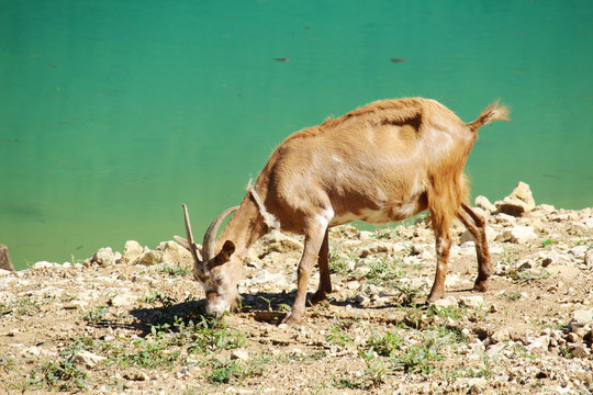 A goat in Pluzine at lake Piva, Monenegro 