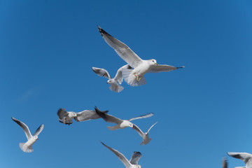 Gull (Larus ridibundus) in flight on the natural blue sky background