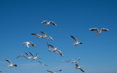 Gull (Larus ridibundus) in flight on the natural blue sky background