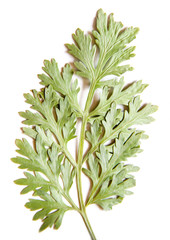 Oil draw illustration of set dry pressed scattered green weed grass  leaves, isolated with shadow. Photo manipulation