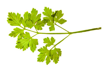Oil draw illustration of set dry pressed scattered green parsley leaves, isolated with shadow. Photo manipulation