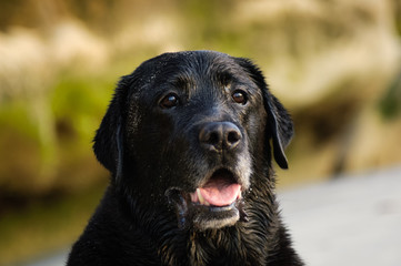 Black Labrador Retriever dog outdoor portrait headshot