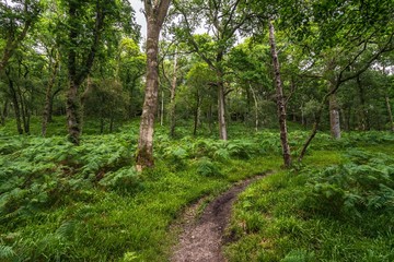 A path in the woods on the the small Inchcailloch Island in the middle of Loch Lomond, Scotland, Britain