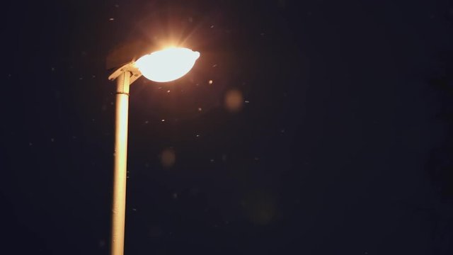 The lantern refreshes warm light flying white snow on background branches of t