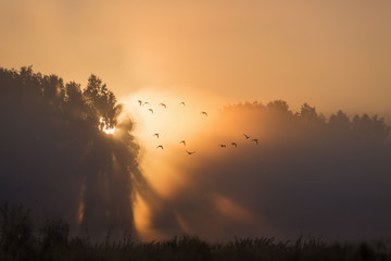 Ducks flying during a dawn