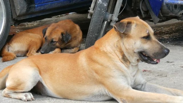 Dogs rest on streets of the city