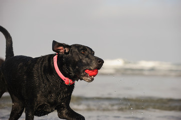 Obraz premium Black Labrador Retriever dog outdoor portrait running with red ball at ocean beach