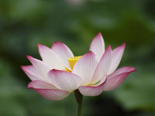 Obraz premium Close-up of lotus flowers blooming in the pool