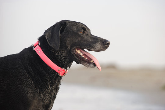Black Labrador Retriever dog outdoor portrait at beach with pink collar