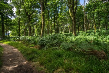 A path in the woods on the the small Inchcailloch Island in the middle of Loch Lomond, Scotland, Britain