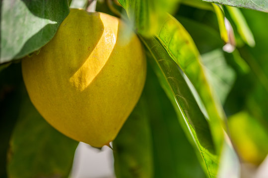Canistel or Yellow Sapote Pouteria growing at moshav`s greenhouse