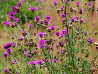 Centaurea scabiosa - Greater Knapweed  