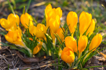 Crocus, plural crocuses or croci is a genus of flowering plants in the iris family. A single crocus, a bunch of crocuses, a meadow full of crocuses, close-up crocus