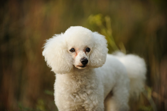 White Miniature Poodle dog portrait in nature