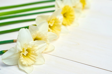 Fototapeta na wymiar Close up of daffodil flowers on white wooden background, copy space. Top view, flat lay. White narcissus. Spring flowers. Greeting card for March 8 (Womens Day), Mothers day. Spring easter background