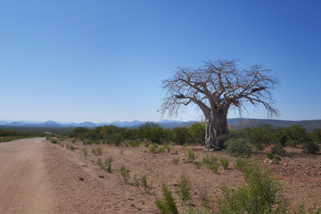 Baobab tree in Namibia, Africa