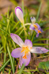 Crocus, plural crocuses or croci is a genus of flowering plants in the iris family. A single crocus, a bunch of crocuses, a meadow full of crocuses, close-up crocus