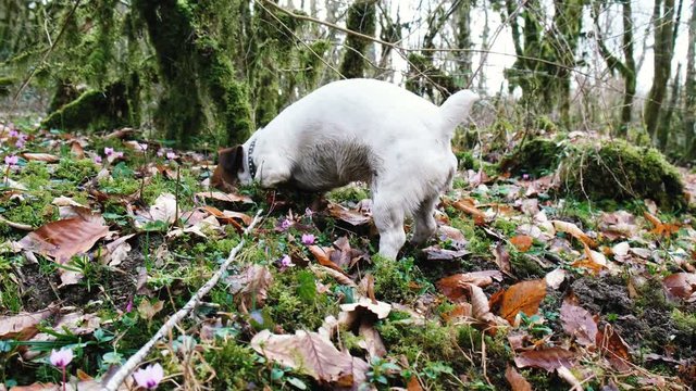 Small dog jack russell terrier actively digs the ground in the forest, jumping and looking for something, 4k.