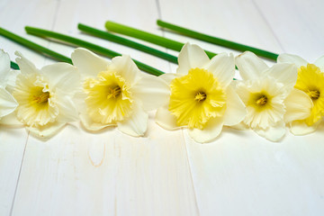 Border of daffodil flowers on white wooden background, copy space. Top view, flat lay. White narcissus. Spring flowers. Greeting card for March 8 (Womens Day), Mothers day. Spring easter background