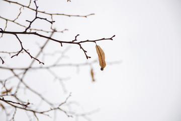 autumn branches