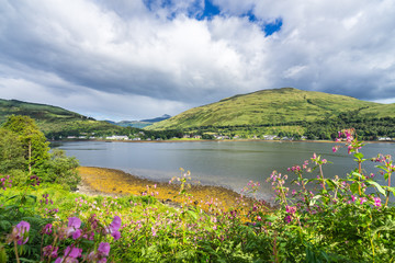 Pink flowers on the shores of Loch Long near Arrochar, Argyll, Scotland, Britain