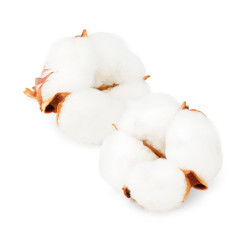 Cotton plant flowers isolated on white background as package design element.