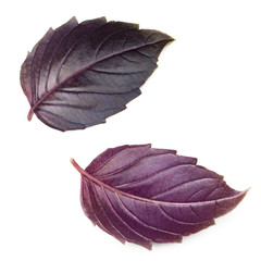 Set of fresh purple basil leaves isolated on white background.