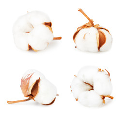 Set of cotton plant flowers isolated on white background. Collection.