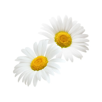 Chamomile flower composition isolated on white background as package design element.