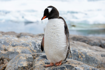 Fototapeta premium Gentoo penguins on stone