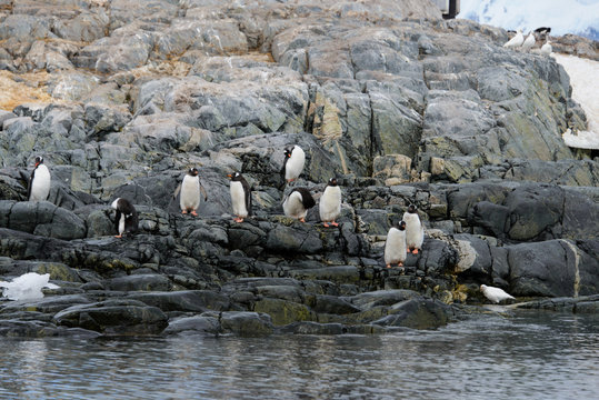 Gentoo penguin's colony