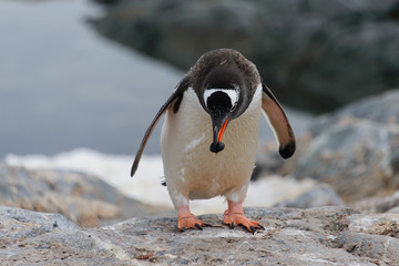 Gentoo penguin going with stone in beak