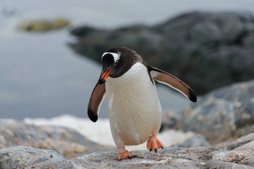 Gentoo penguin going with stone in beak
