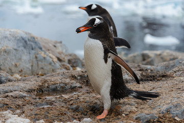 Gentoo penguin going with stone in beak