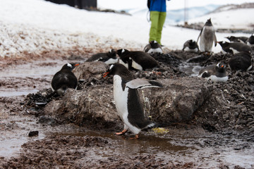 Gentoo penguin going with stone in beak