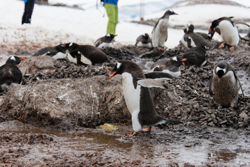 Gentoo penguin going with stone in beak