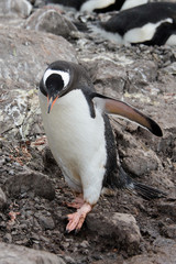 Fototapeta premium Gentoo penguin going