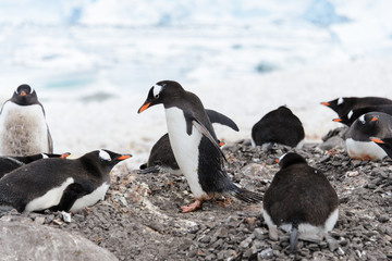 Fototapeta premium Gentoo penguin's colony