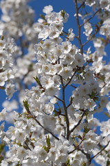 Snow Goose Japanese flowering cherry (Prunus serrulata Snow Goose)