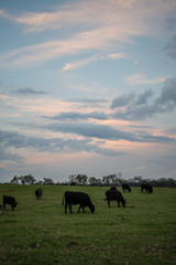 Herd of Angus beef cattle grazing in a spring pasture at sunset with colorful sky