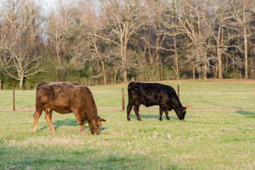 Two cows grazing in spring pasture