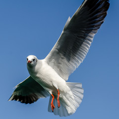 Flying seagull