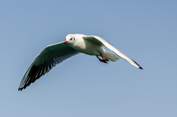 Flying seagull