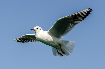 Flying seagull