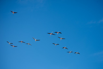 Flamants roses