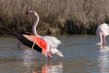 Flamands roses