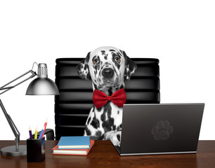 Cute dalmatian dog manager is doing some work on the computer. Isolated on white - obrazy, fototapety, plakaty