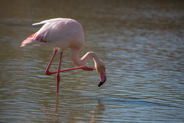 Flamant rose