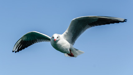 Flying Seagull