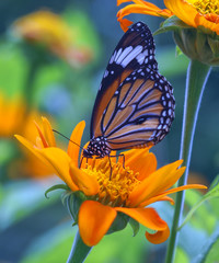 butterfly and yellow flower